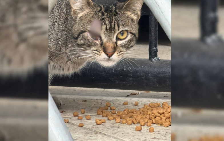 Criciúma e entidades articulam projeto para cuidar de até 30 gatos no Heriberto Hülse