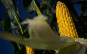 Produção agropecuária de 2020 alcança R$ 871 bilhões