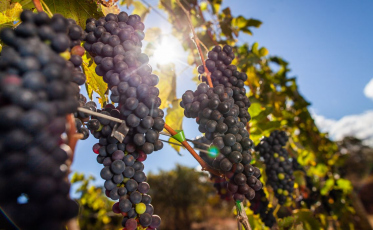 Vinícolas devem pagar R$ 7 milhões por caso de trabalho escravo no RS