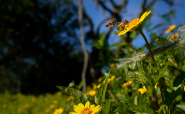 Primavera em SC: previsão indica estação com temperaturas acima da média e chuvas mais frequentes