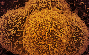 Dois casos da variante Ômicron são identificados no Brasil