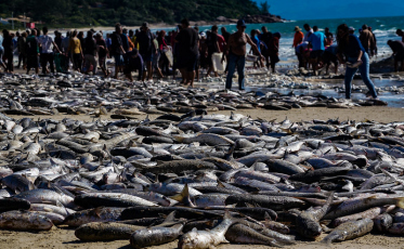 Pesca da tainha é obrigada a ser encerrada no meio da safra