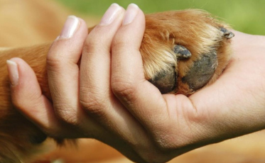 Abandono de animais cresce durante a pandemia em Criciúma