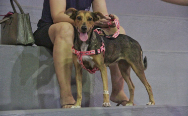 Castração gratuita de cães e gatos em Nova Veneza inicia em setembro