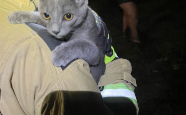 Preso em árvore de oito metros, gato mobiliza bombeiros