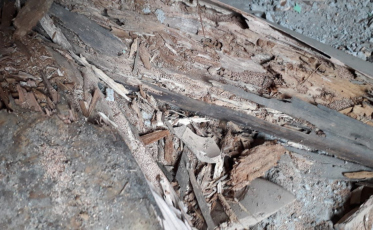 Incidência de cupins aumenta em dias quentes e úmidos