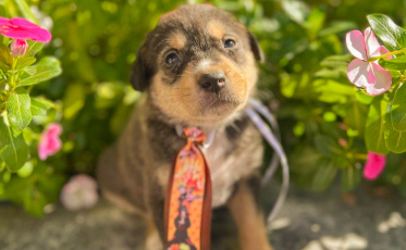 Em busca de amor, animais estarão disponíveis para adoção no Criciúma Shopping