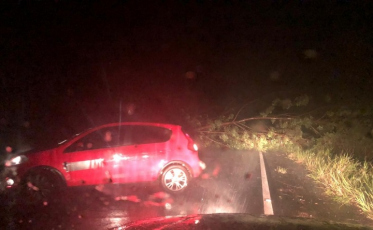 Temporal causa queda de árvores e interdita rodovia em Sombrio