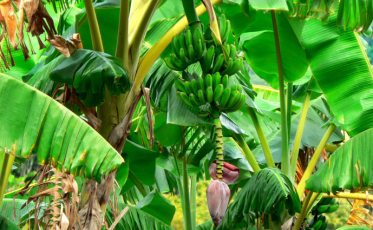 Estiagem de março pode trazer problemas para o setor agrícola 
