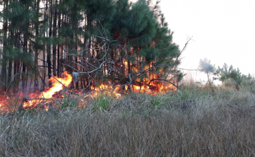 Grande incêndio atinge área de proteção em Passo de Torres