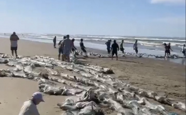 Safra da tainha: Pelo menos 10 toneladas foram capturadas neste domingo na região