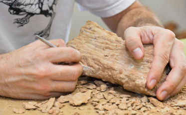 Dinossauros podiam viver no Ártico o ano inteiro, mostra estudo