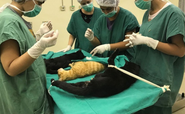 Cirurgias veterinárias podem ser suspensas para reduzir uso de insumos