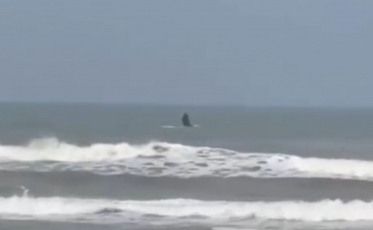 [Vídeo] Baleia é avistada em Morro dos Conventos 