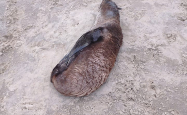 Leões marinhos descansam nas areias do Rincão