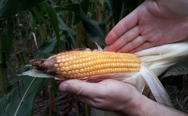 Santa Catarina contabiliza perdas na agricultura devido à estiagem