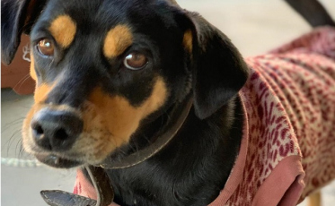 Mais de 20 animais para adoção neste sábado