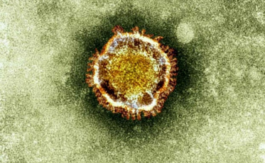 Coronavírus não surgiu do 5G e nem de laboratório: mutação deu-se na natureza
