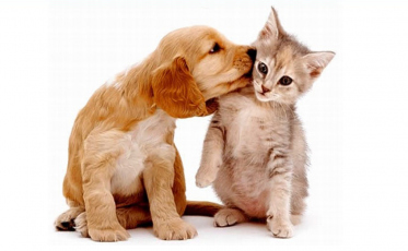 Feira de Adoção em Araranguá no sábado