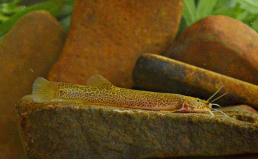 Novas espécies de peixe são descobertas na região