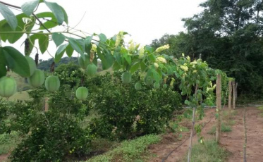 Safra do maracujá em Santa Catarina pode render R$ 90 milhões