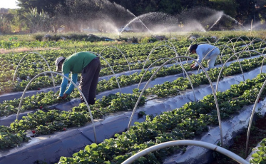 Cresce número de agricultores com acesso ao seguro rural
