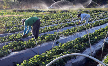 Governo destinará R$ 200 milhões para complementação do Plano Safra