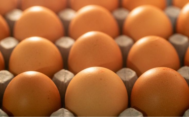 Ricardo Faria anuncia compra da Katayama Alimentos e avança no comércio de ovos no mundo