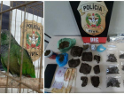 Homem é preso com drogas e aves em São Joaquim 