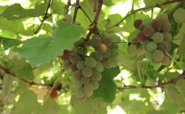Agricultores fumacenses investem no cultivo da uva Goethe