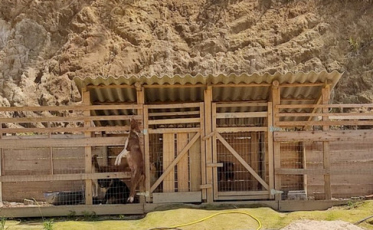 Justiça determina que 48 cães em situação de maus tratos podem ir para lares provisórios