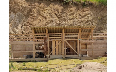 Cerca de 50 cães em situação de maus-tratos são resgatados