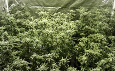 Polícia encontra estufa para produção de maconha no Rincão