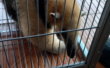 Tamanduá é resgatado dentro de residência em Balneário Gaivota