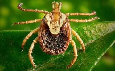 Veja os dados relacionados à febre maculosa em Santa Catarina