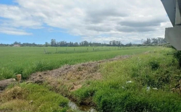 Corpo em decomposição é encontrado em plantação de arroz em Araranguá