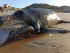 Filhote de baleia-franca é encontrado morto em Florianópolis