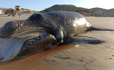 Filhote de baleia-franca é encontrado morto em Florianópolis