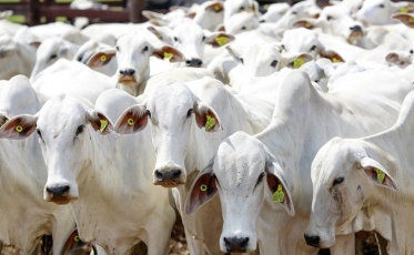 Fórum Catarinense debate estratégias de combate à aftosa em Santa Catarina