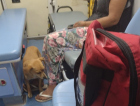 Cachorro acompanha dona em ambulância e aguarda mais de uma hora na porta de hospital