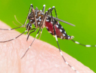 Tubarão ultrapassa 630 focos do Aedes aegypti e confirma sete casos de dengue