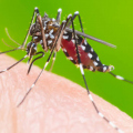 Tubarão ultrapassa 630 focos do Aedes aegypti e confirma sete casos de dengue