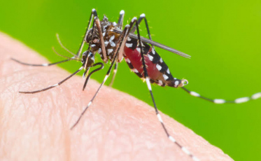 Tubarão ultrapassa 630 focos do Aedes aegypti e confirma sete casos de dengue