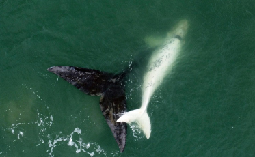 Frio gera expectativa para a chegada da baleia-franca no litoral catarinense