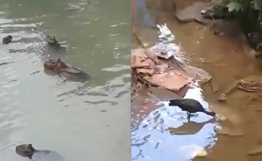 Melhora a qualidade da água do Rio Criciúma