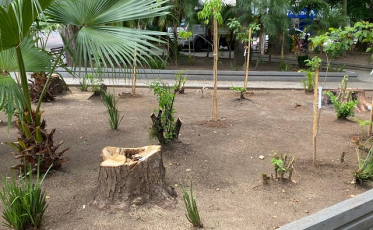 Mais uma árvore cortada na praça Nereu Ramos