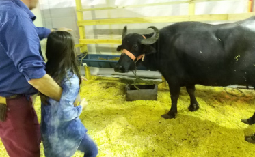 Agroponte aproxima população urbana da vida rural