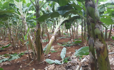 A produção da banana no sul catarinense