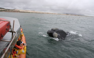 Turismo embarcado para avistamento de baleias volta a ser debatido