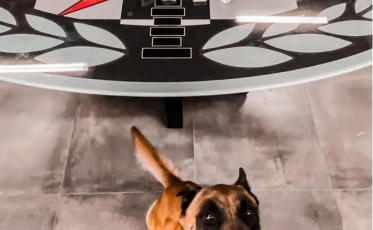 Cão farejador encontra 475 pinos de cocaína escondidos em motor de geladeira